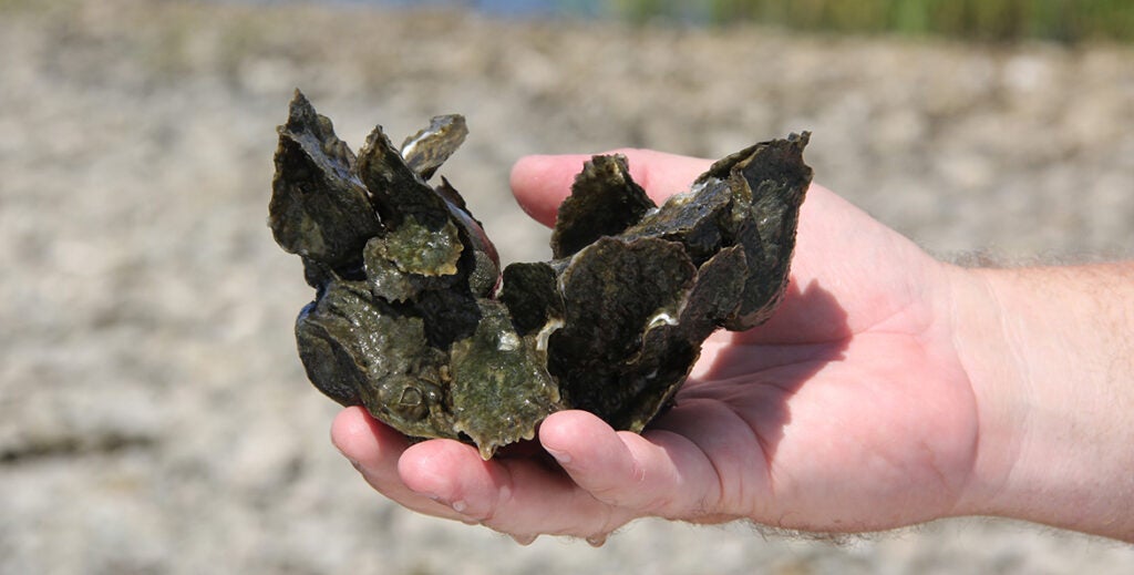 A hand holds a cluster of oyster shells with small oysters attached.