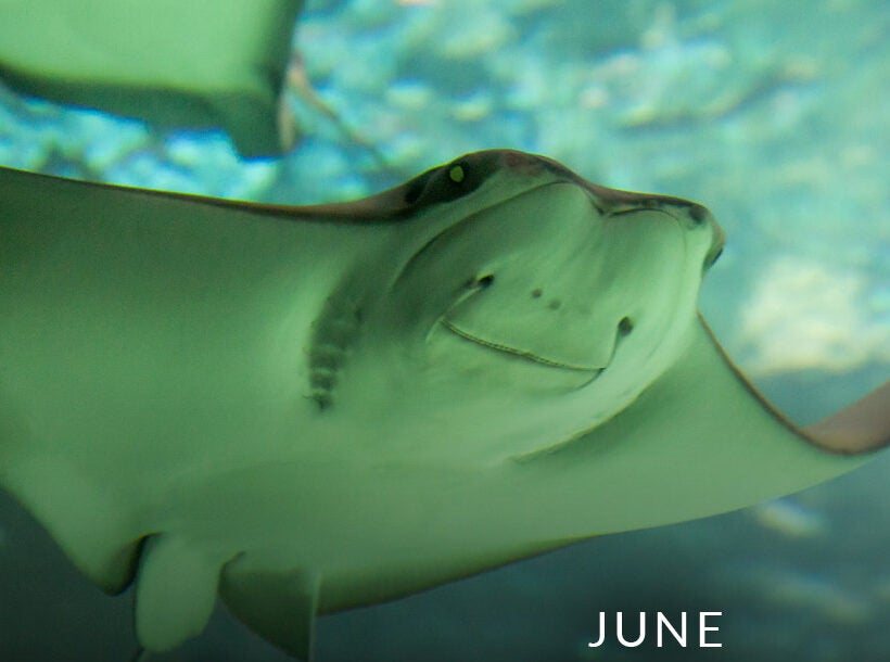 June: Cownose Rays Are Really Graceful • Chesapeake Bay Foundation