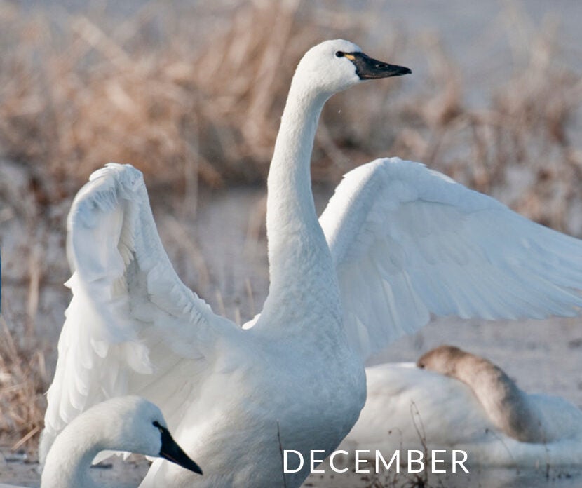 December: Swan Time • Chesapeake Bay Foundation