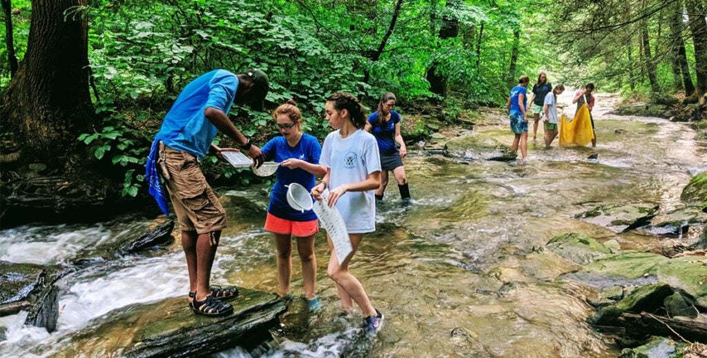 Students and educators wade in a shallow forest stream using collection nets.