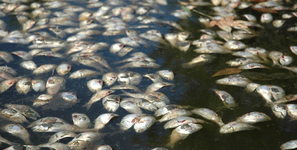 Dozens of dead fish float on the surface of the water.