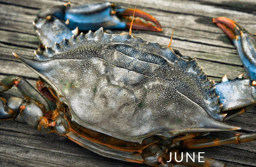June: For Soft-Crabbers, Summer Is a Busy Season • Chesapeake Bay