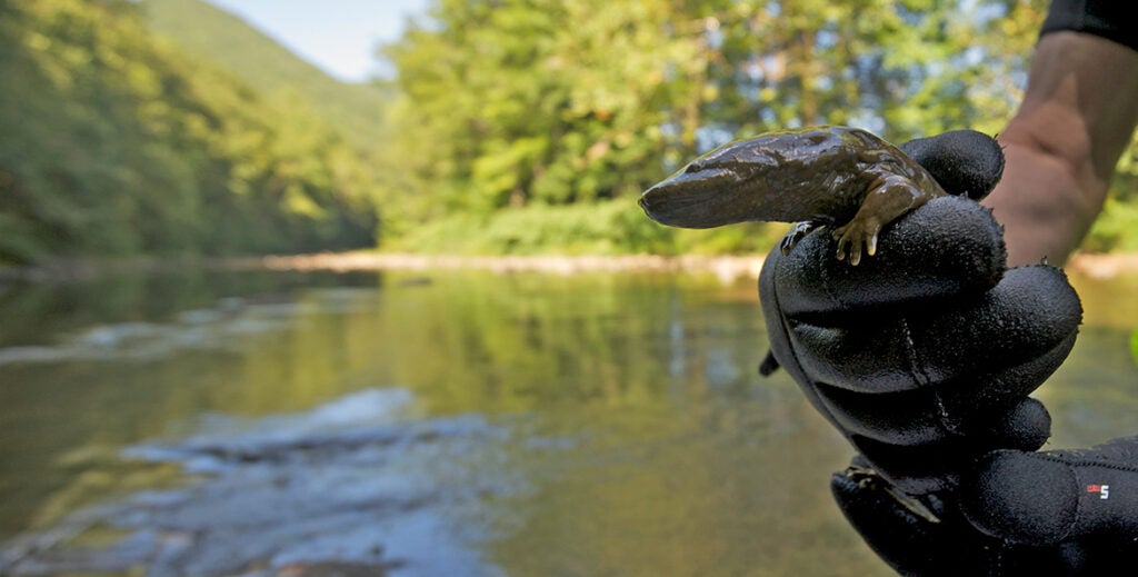 Gloved hands hold a large, wet salamander with a stream and trees shown in the background.