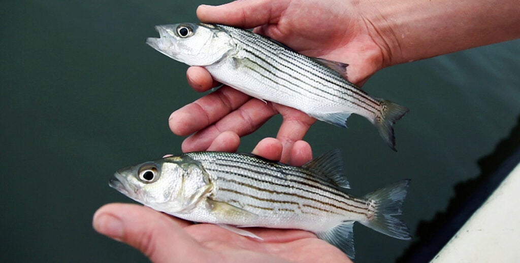 Two small striped bass are held side by side
