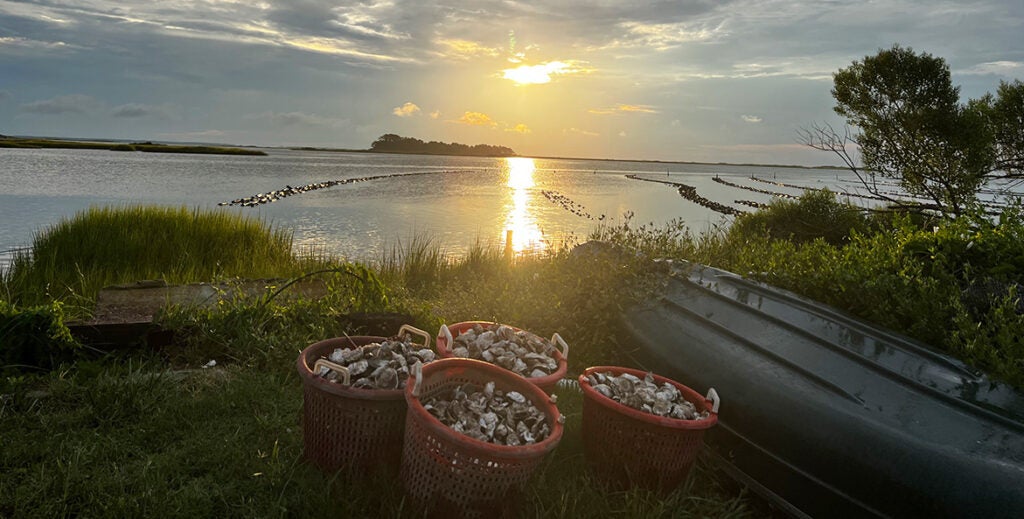 Baskets of oyster shells sit on a grassy shoreline at sunset, with oyster reef restoration structures visible in the calm water beyond.