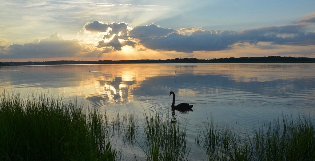 A swan glides on calm water at sunset with dramatic clouds and marsh grasses framing the scene.