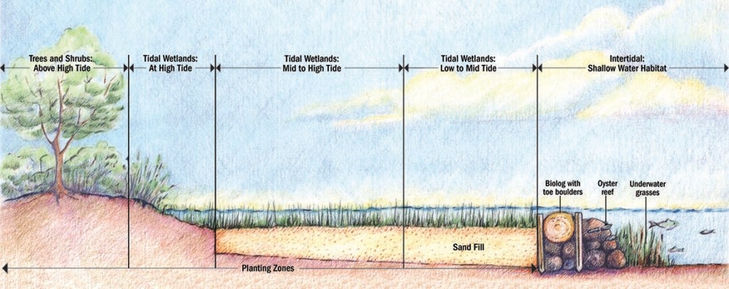 An illustration shows zones of plantings for a living shoreline, from trees and shrubs above the high tide line to tidal wetlands from high to to low tide, to biologs, oyster reefs, and underwater grasses in shallow water.