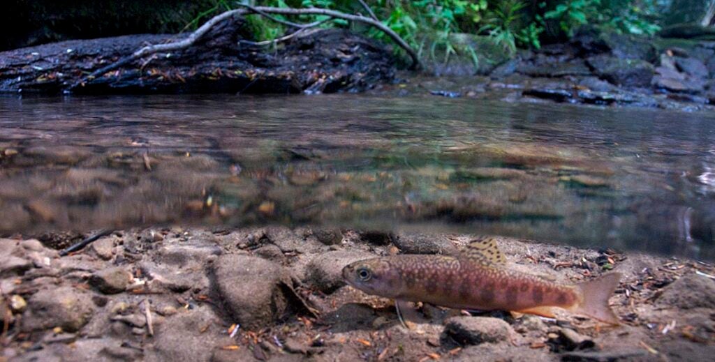 PA brook trout in a creek