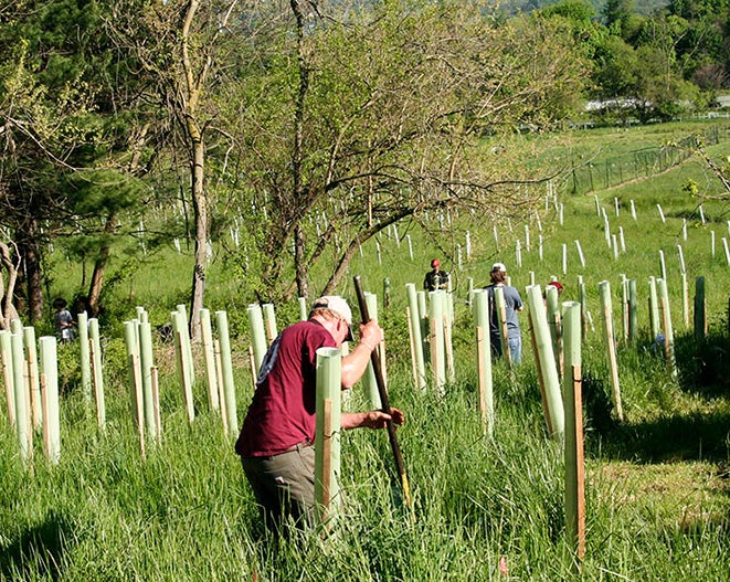 Several people install white cylindrical tree protectors across a farm field.