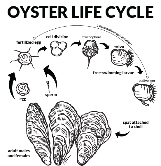 Graphic depicts the oyster lifecycle from egg through larvae to spat to adult.