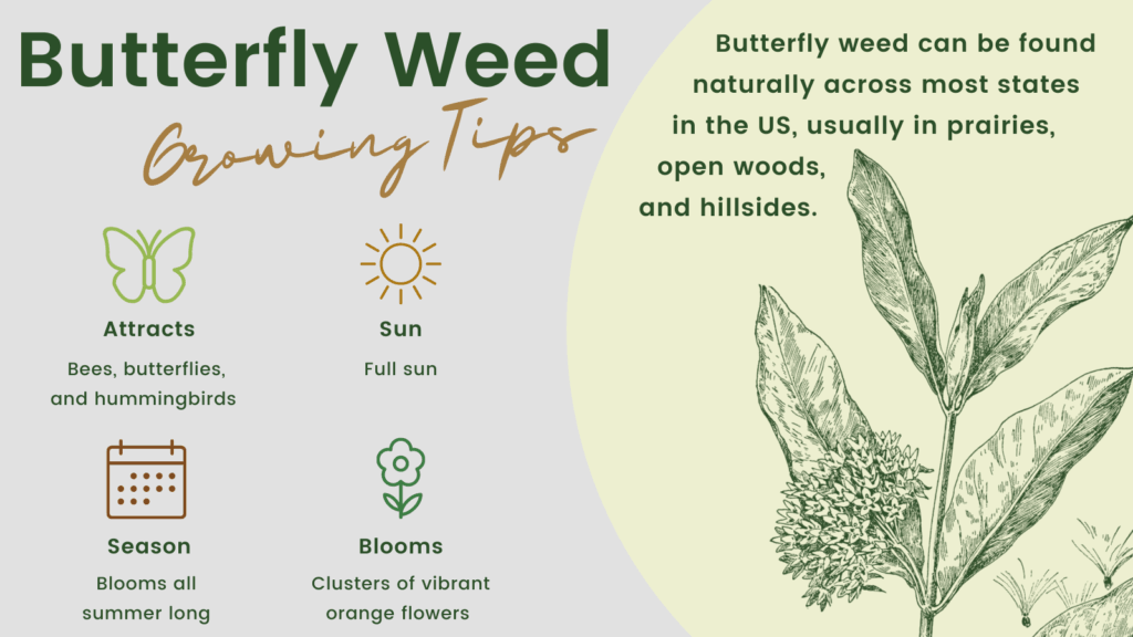 Butterfly weed - can be found naturally across most states in the US, usually in prairies, open woods, and hillsides. Growing tips - attracts bees, butterflies, and hummingbirds; full sun; blooms all summer long; clusters of vibrant orange flowers.