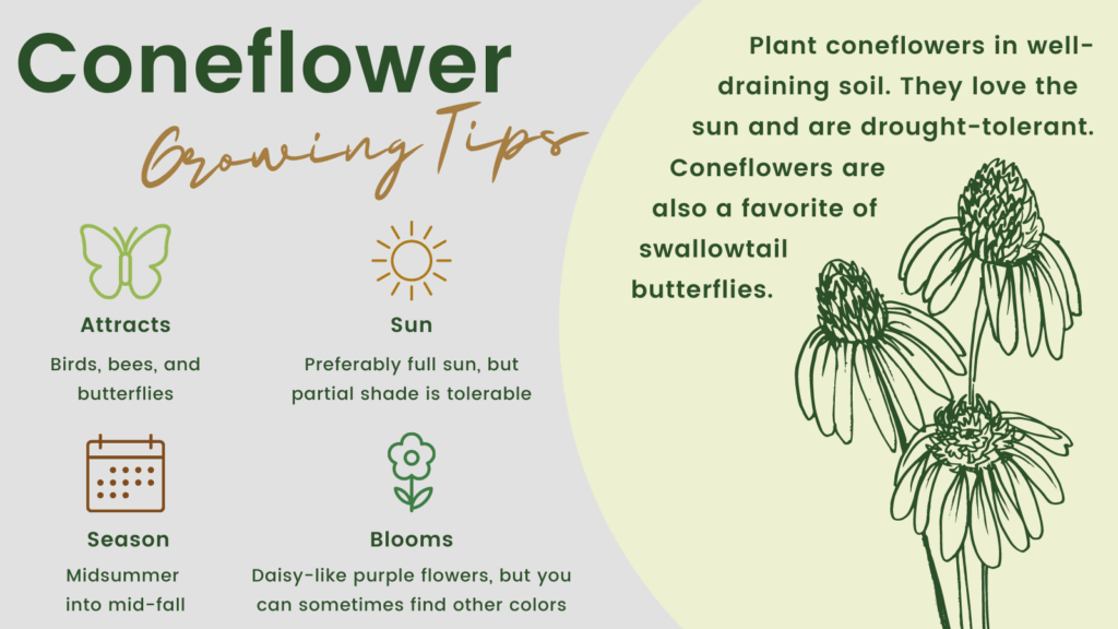 Coneflower - Plant coneflowers in well-draining soil. They love the sun and are drought-tolerant. Coneflowers are also a favorite of swallowtail butterflies. Growing tips - attracts birds, bees, and butterflies; preferably full sun, but partial shade is tolerable; midsummer into mid-fall; daisy-like purple flowers, but you can sometimes find other colors.
