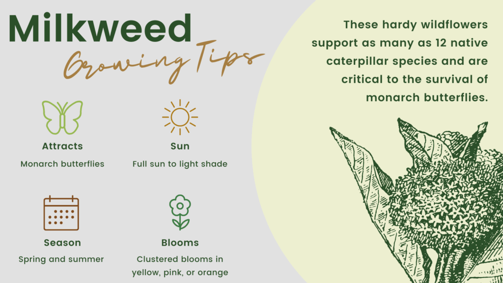 Milkweed - These hardy wildflowers support as many as 12 native caterpillar species and are critical to the survival of monarch butterflies. Growing tips - attracts monarch butterflies, full sun to light shade, spring and summer, clustered blooms in yellow, pink, or orange.