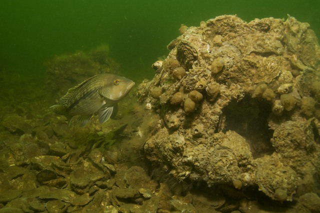 A sea bass investigates an oyster covered reef ball.