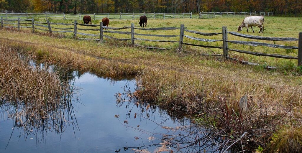 Cows graze in a field that is separated from a stream by a wooden fence.