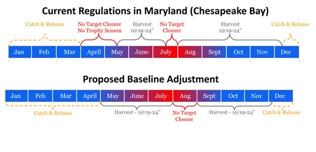 Charts show monthly differences between current Maryland striped bass fishing regulations and the proposed baseline adjustment. The adjustment shows harvest between May and July and between September and early December. August would be a "no target" closure.