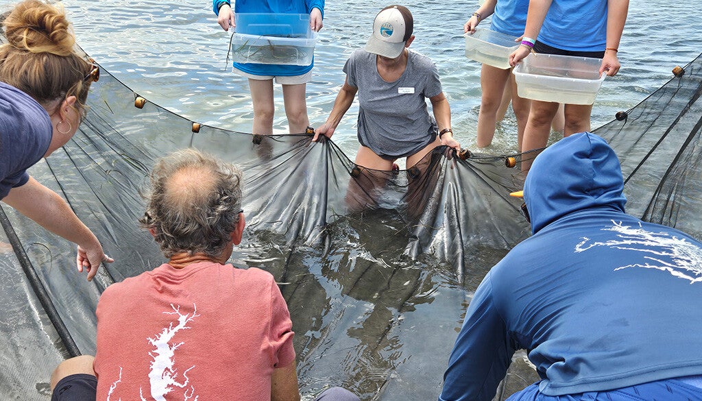 People work together in shallow water to haul a seine net and transfer collected marine specimens into clear plastic tubs.