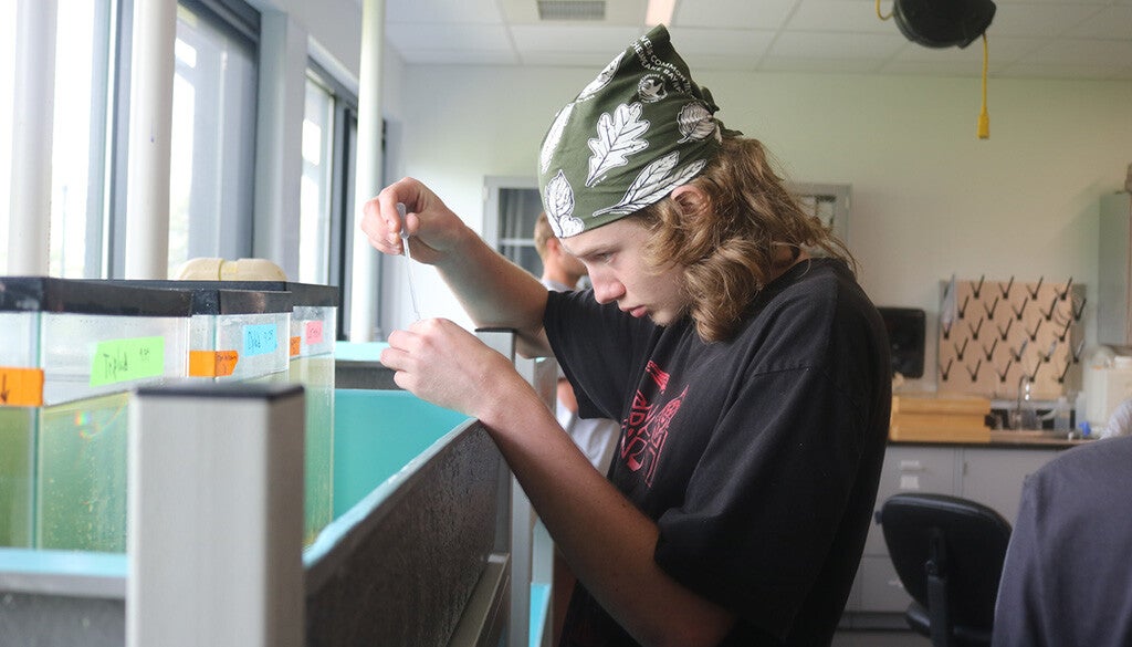 A focused student in a green bandana carefully uses a dropper to take a sample from a row of aquaria in a classroom lab.