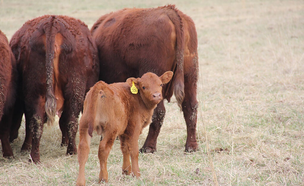 A calf stands behind three brown cows and looks at the camera.