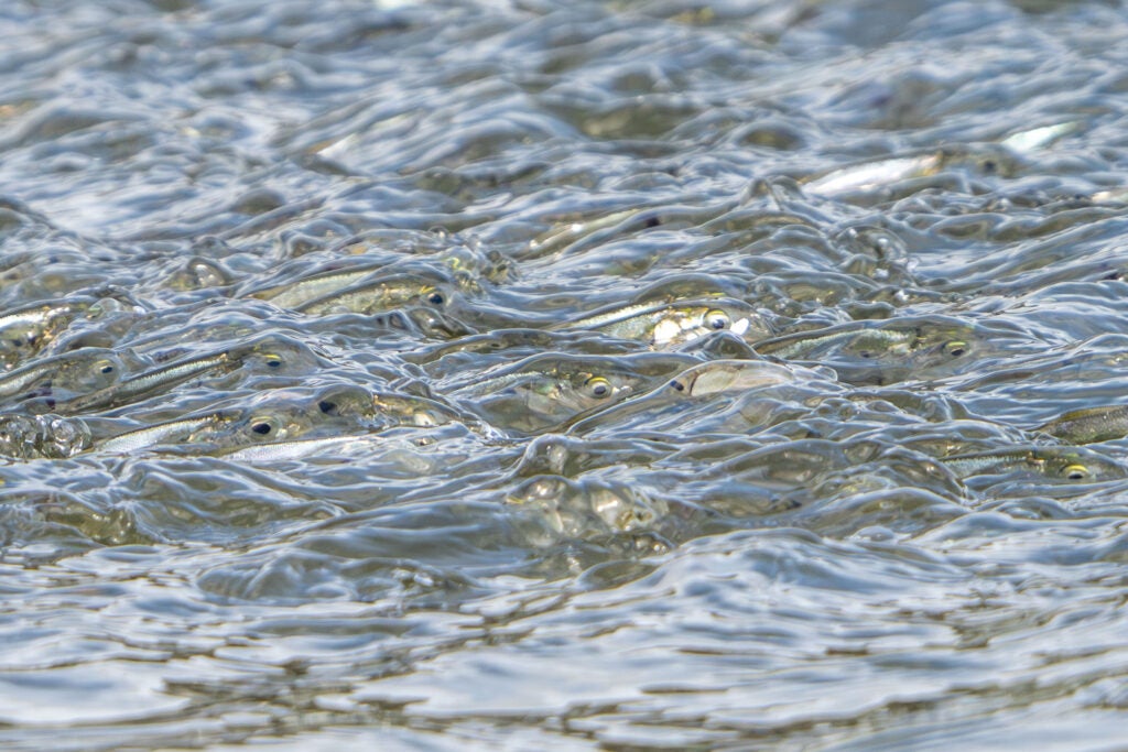 Silvery fish can be seen just below the surface of the water.
