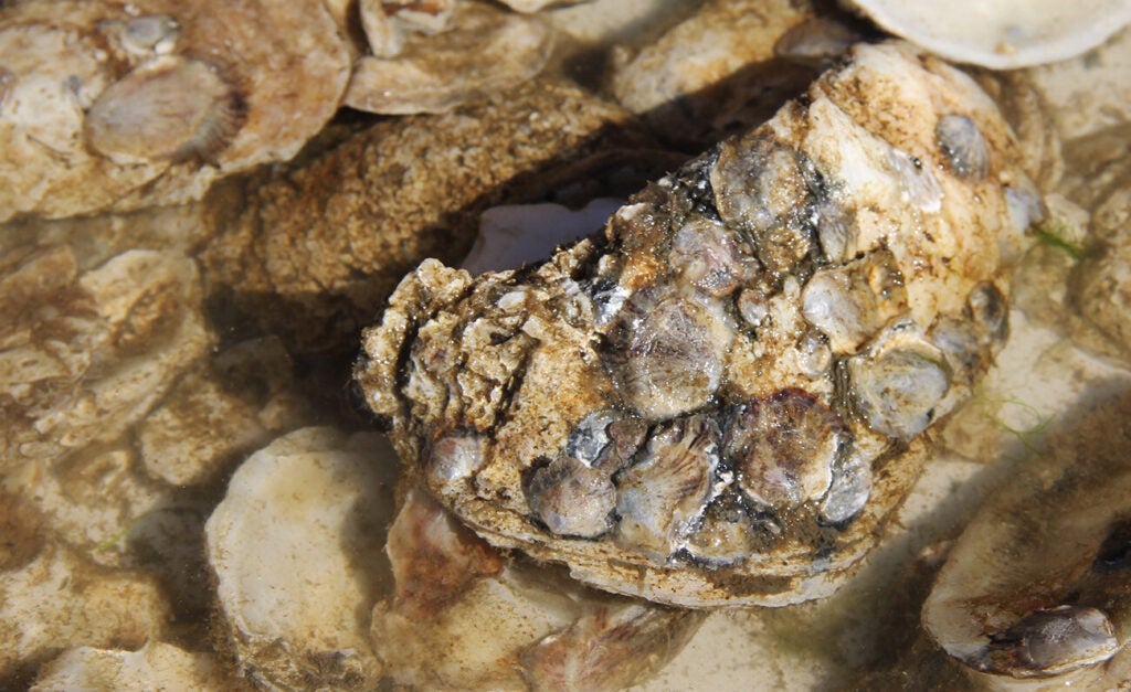Tiny baby oysters are attached to an oyster shell.