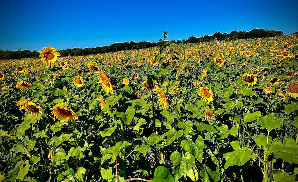 A large, dense field of sunflowers under a deep blue sky.
