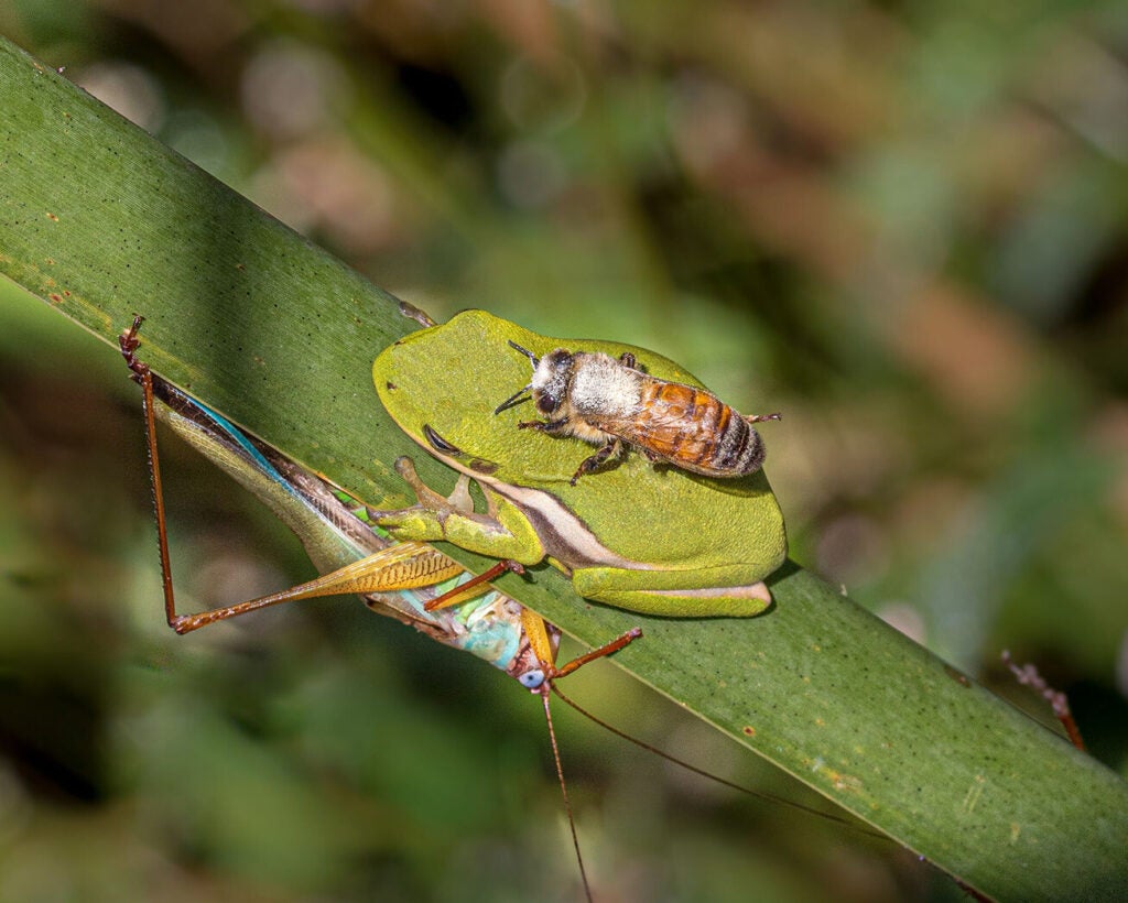 A colorful katydid sits underneath a leaf, directly under a small green tree frog that has a bee sitting on its back.