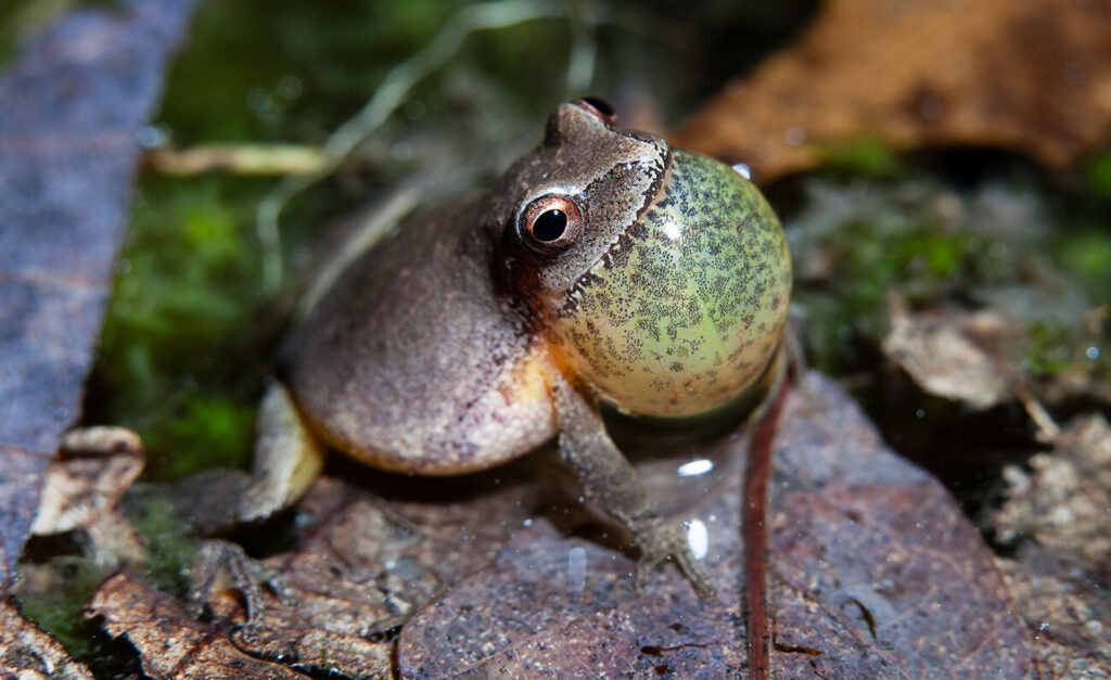 A small frog with its throat pouch inflated.