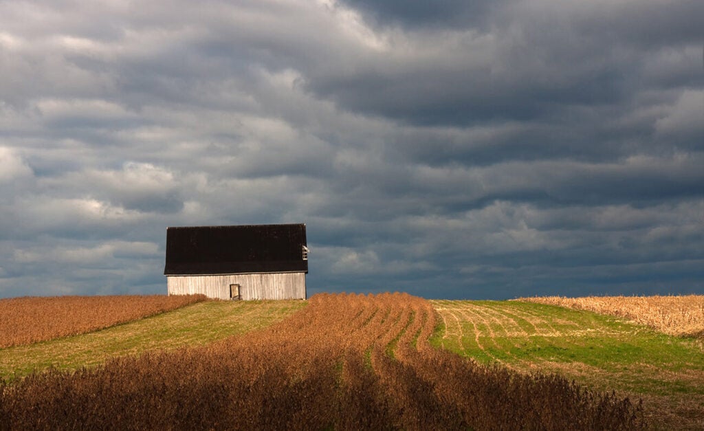 Stripes of different crops lead up to a black-roofed white barn as storm clouds gather.