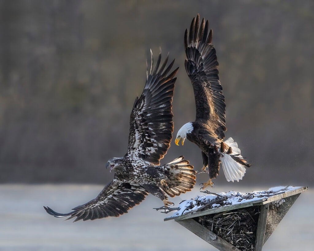 An adult bald eagle chases a spotted juvenile off a perch.