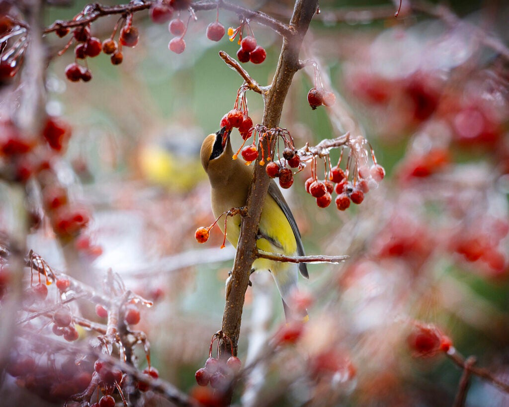 A yellow cedar waxwing sits on a branch surrounded by frozen red berries, eating one of the berries.