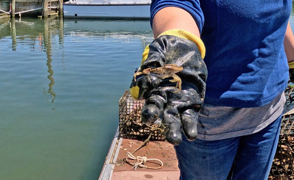 A gloved hand holds a baby blue crab.