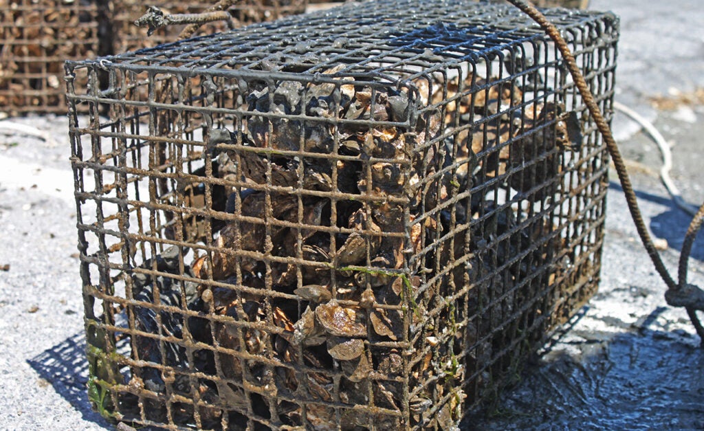 Closeup of oysters in an oyster gardening cage.