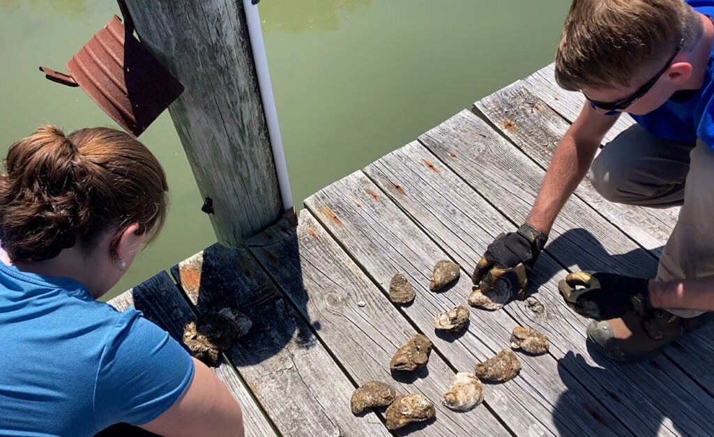 Two people crouch on a weathered wooden dock beside greenish water, sorting a scattered pile of oysters.