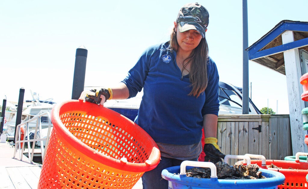 A woman in a camo cap and blue shirt lifts a large orange basket and transfers oysters from it to a large blue basket.