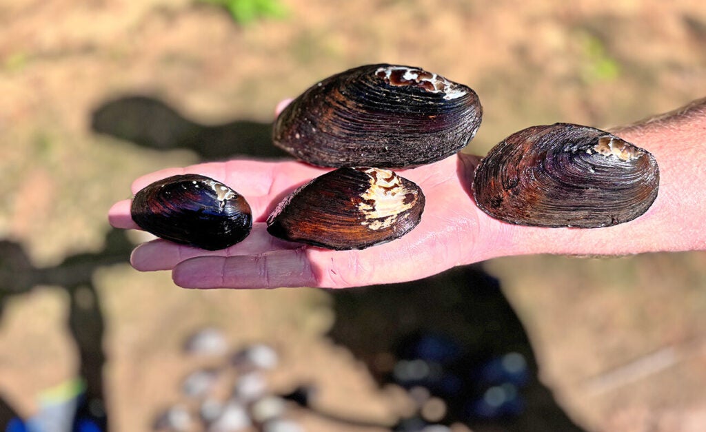 Four dark mussels of various sizes lie on a person's outstretched arm.