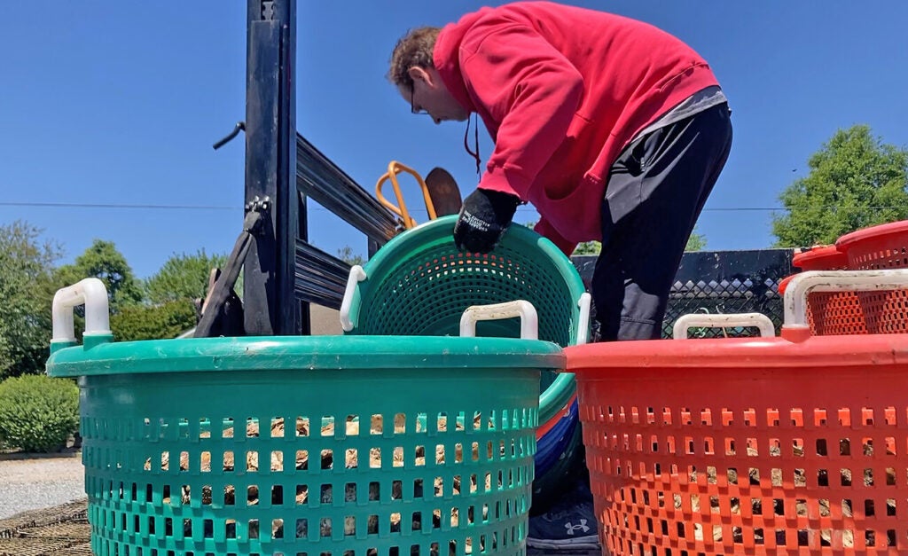 A person in a red hoodie and black gloves bends over large green and red plastic baskets on the back of a truck under a clear blue sky.