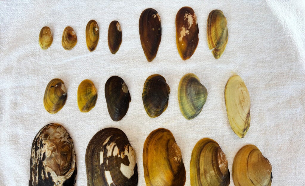 Three rows of mussels of various shapes and sizes lie on a white cloth.
