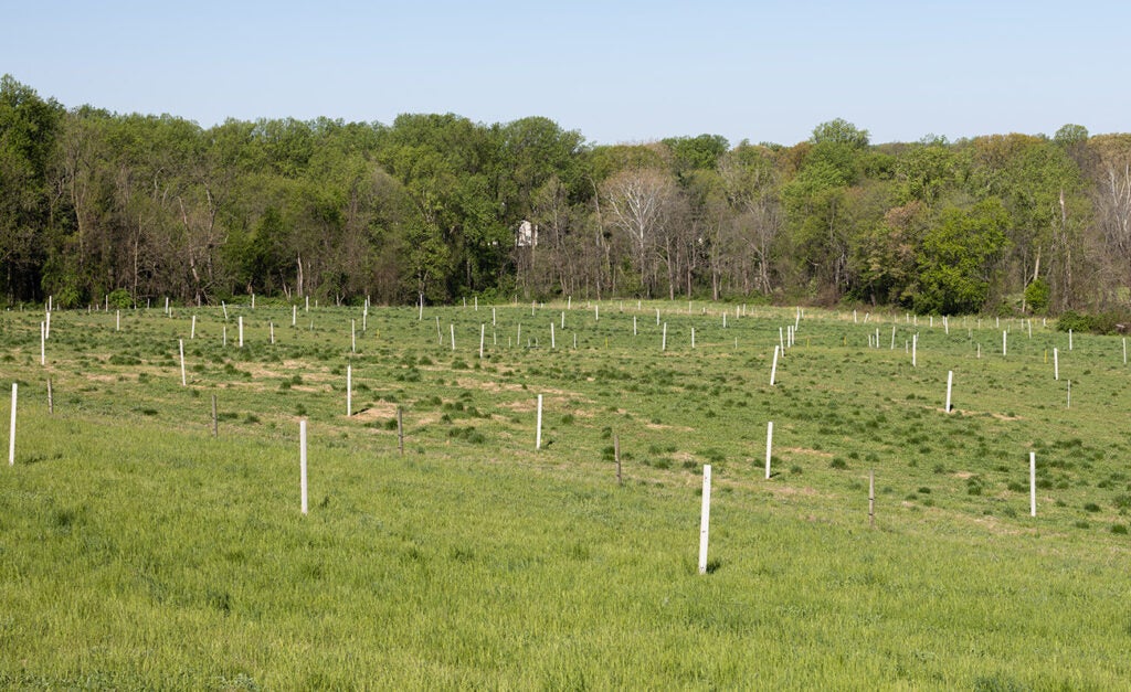 Rows of white and brown stakes in a field bordered by trees hold up electric fencing that will protect young saplings from grazing sheep.