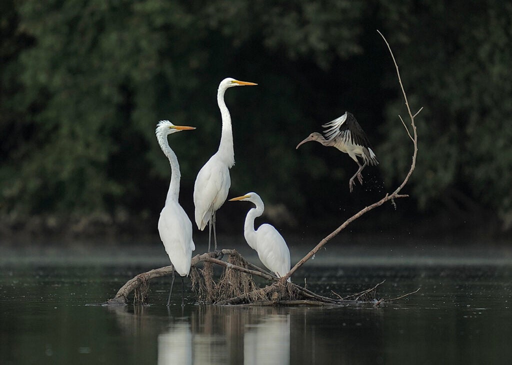 Three great white egrets sit on a branch in the middle of a river as a juvenile white ibis comes to join them.