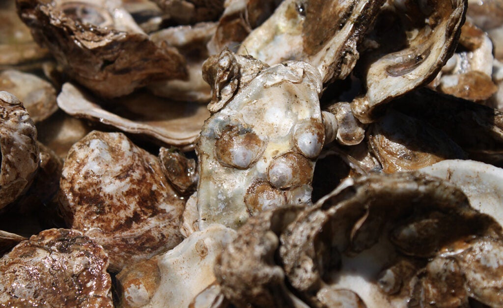 A close-up on a pile of oyster shells shows tiny baby shells attached to larger ones.