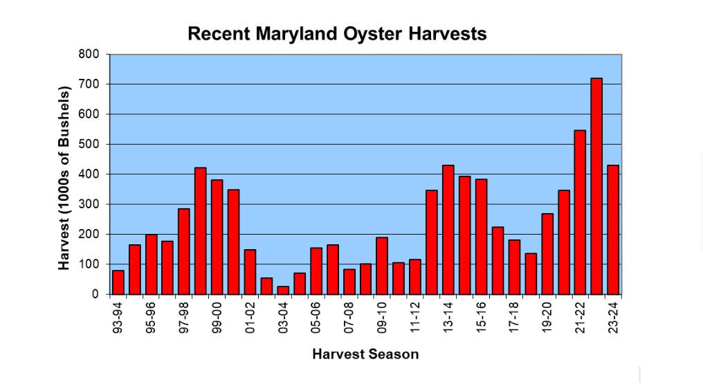 Chart shows the growth of Maryland oyster harvests from 1993 to 2024.