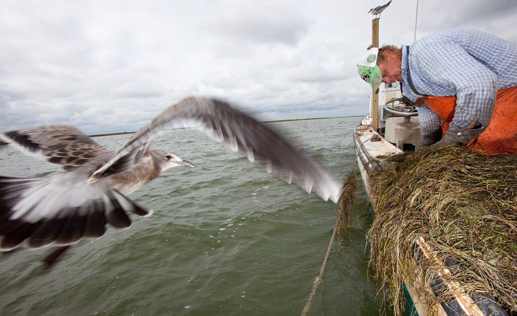 A fisherman in an orange bib leans over in a small boat sorting through seagrass while a seagull flaps past.