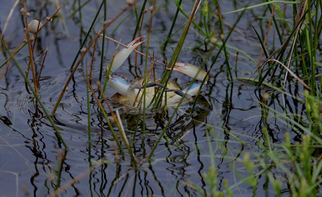 A blue crab rises up out of the water amid marsh grasses.
