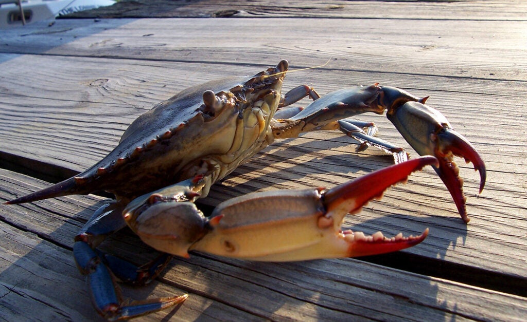 Close-up of a blue crab on a wooden dock.