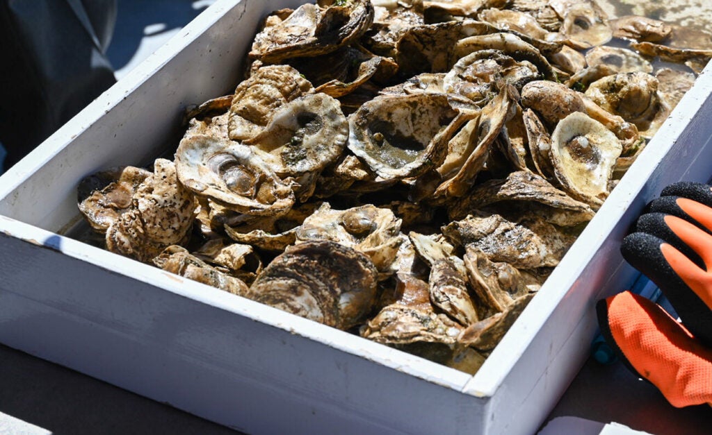 A white wooden tray is full of oyster shells.