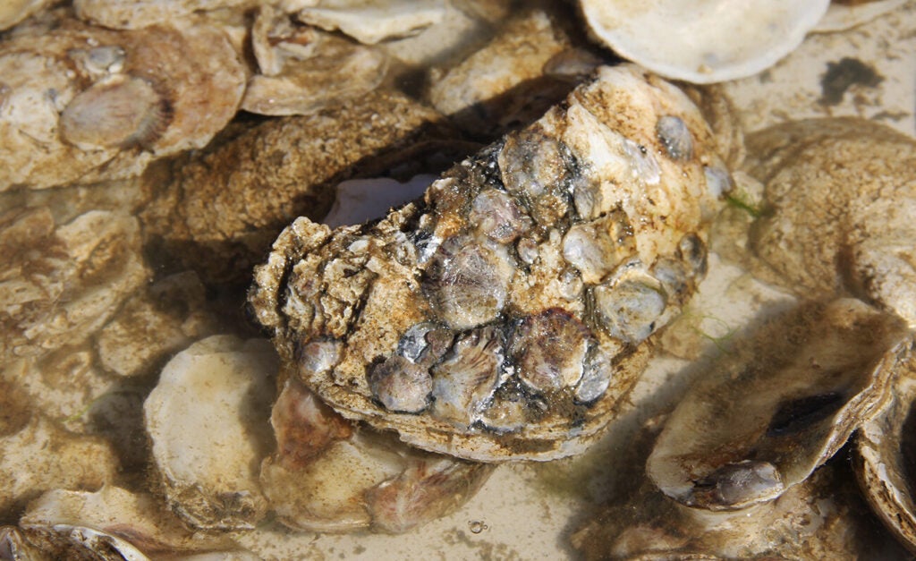 Tiny baby oysters, called spat, can be seen attached to oyster shells.