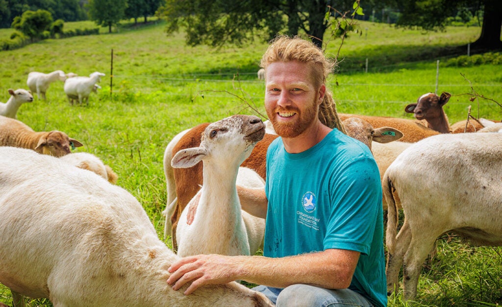 A man in a blue Chesapeake Bay Foundation t-shirt smiles at the camera while petting some sheep.