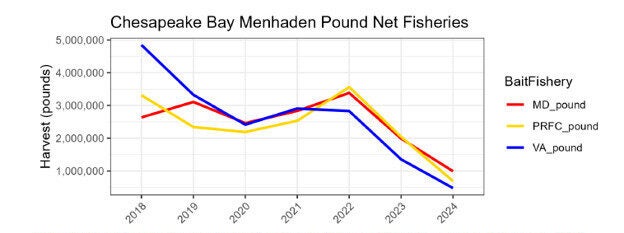 Graph shows the decline in the Chesapeake Bay menhaden pound net fisheries from 2018 through 2024.