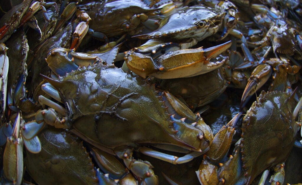 A bushel basket of blue crabs caught in the Chesapeake Bay.